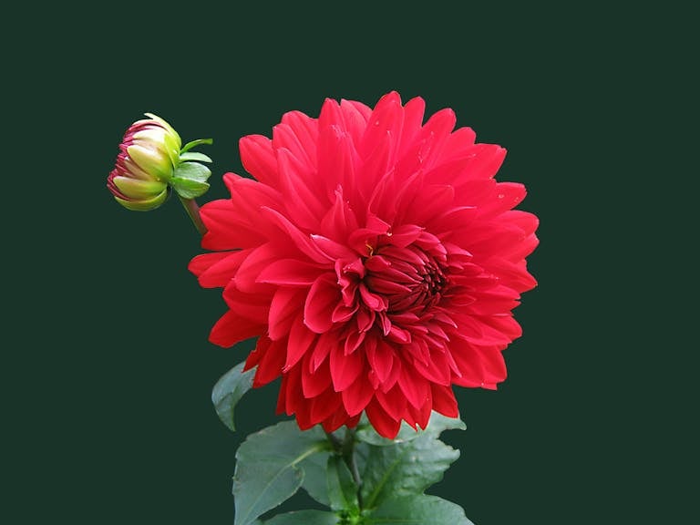 Serlig A stunning red dahlia in full bloom with green foliage, captured against a dark background.
