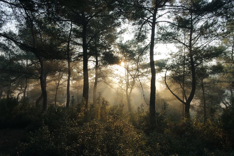 impupdates.comwow Independence Independence Misty forest scenery iwith sunbeams filtering through trees at dawn.
