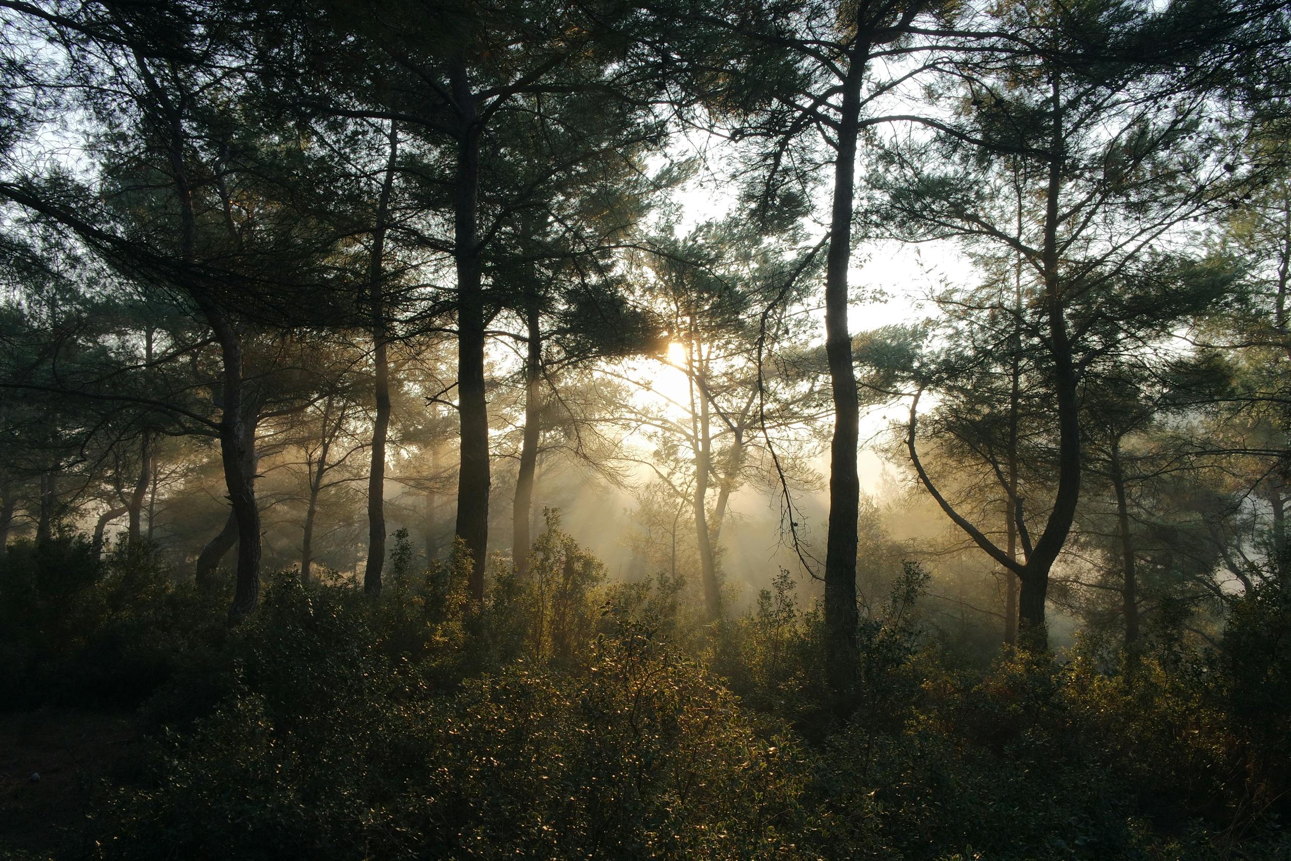 impupdates.comwow Independence Independence Misty forest scenery iwith sunbeams filtering through trees at dawn.