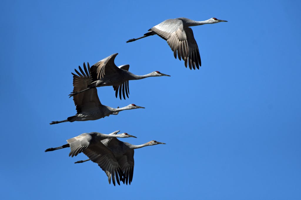 United Flight UA109 Diversion 