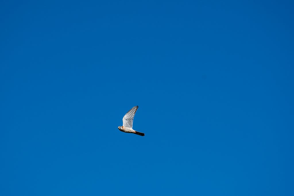 Texas Hunting Forum A beautiful American kestrel soaring in the clear blue sky of Brownsville, Texas.