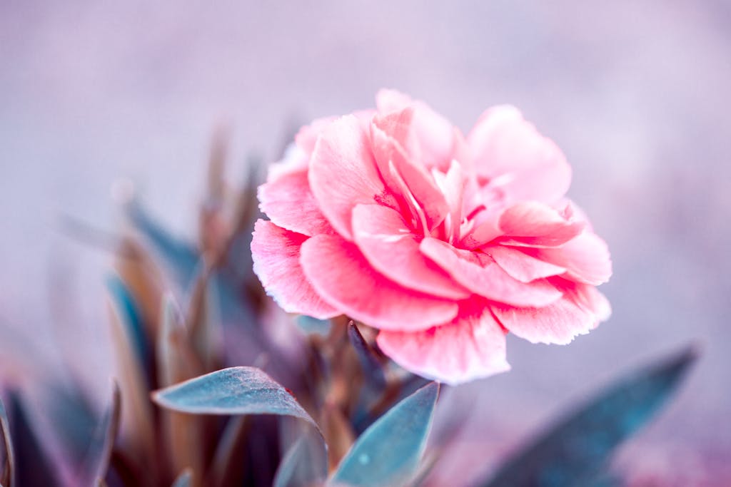Beautiful A beautiful close-up of a vibrant pink carnation flower with a soft blur background.