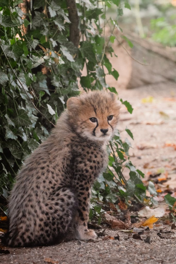 Chicago Cubs  58 -A cute cheetah cub with spotted fur sits among greenery, capturing the essence of wildlife in nature.