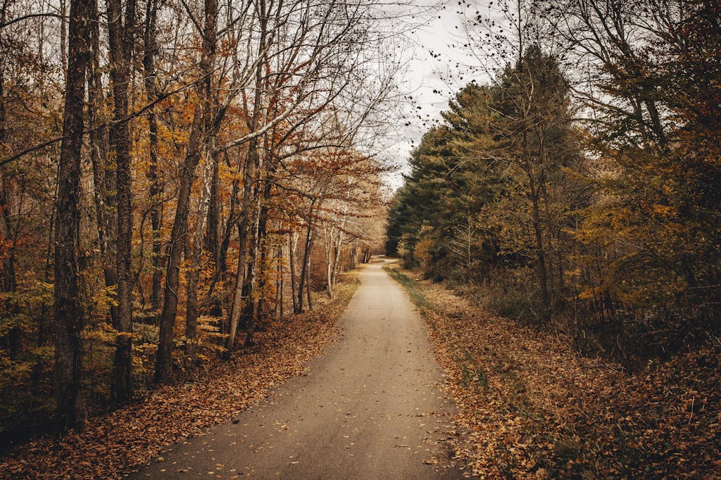 Ohio Champion Trees A picturesque country road in Ohio surrounded by vibrant autumn foliage.