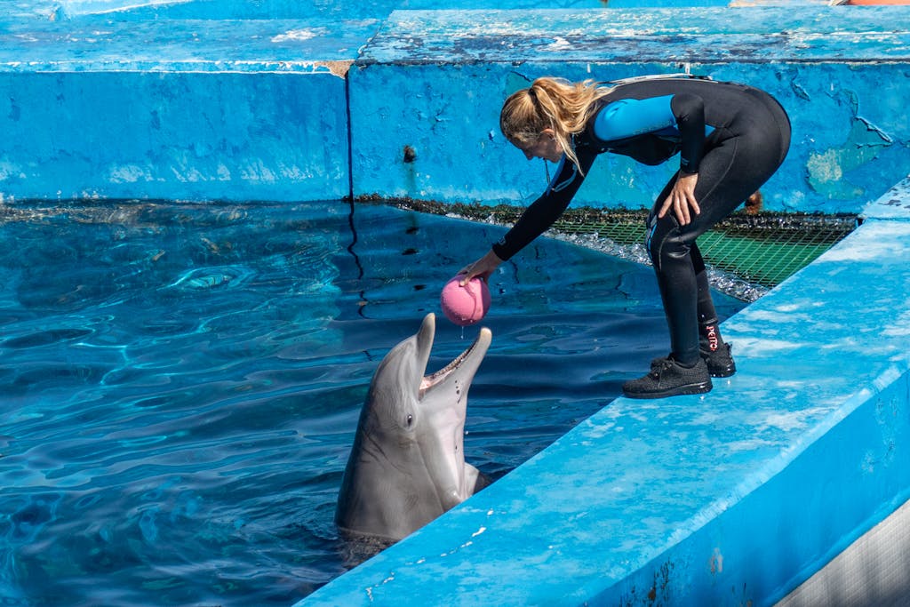 Dolfier A trainer in a wetsuit feeds a dolphin with a pink ball in Valencia aquarium pool.