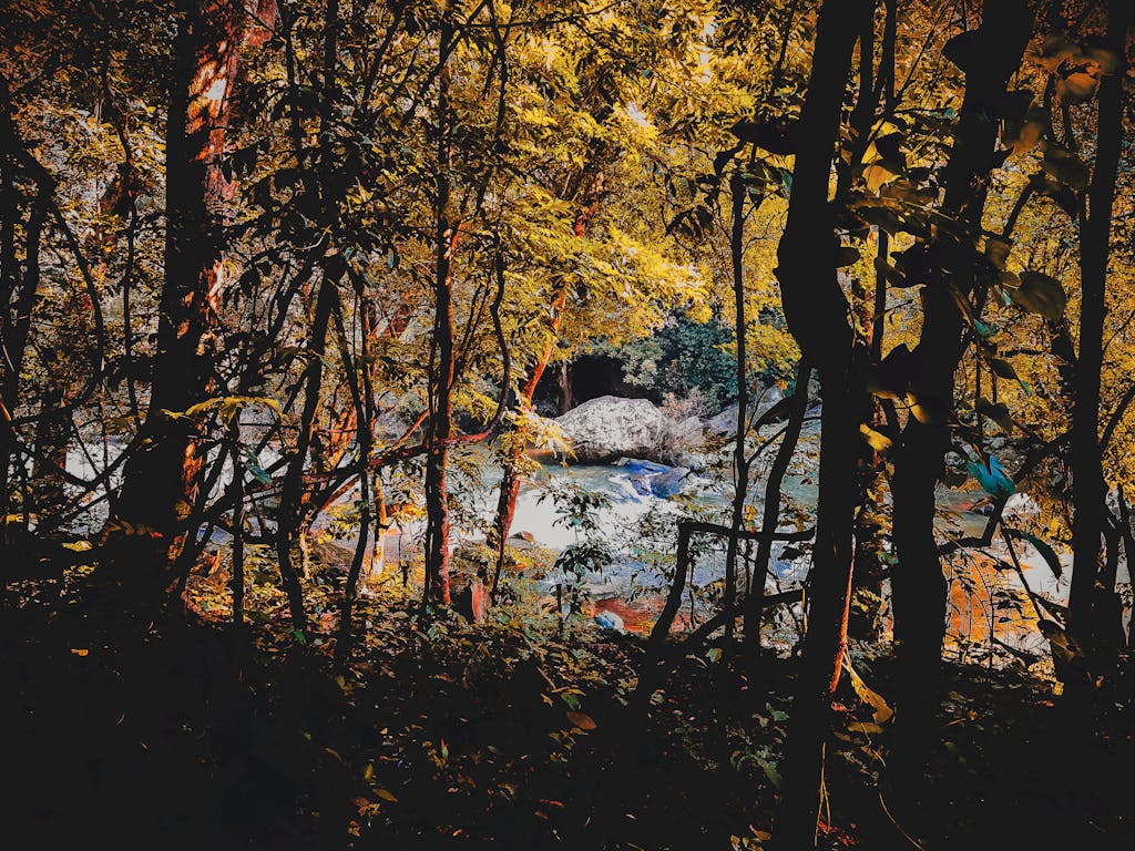 VALPLEKAR Beautiful forest scene reflecting autumn colors with a serene waterfall in Angul, India.