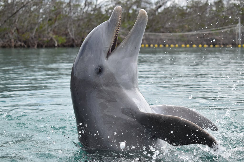 Miami Dolphins  Captivating image of a dolphin splashing and playing in Varadero, Cuba's tranquil waters.