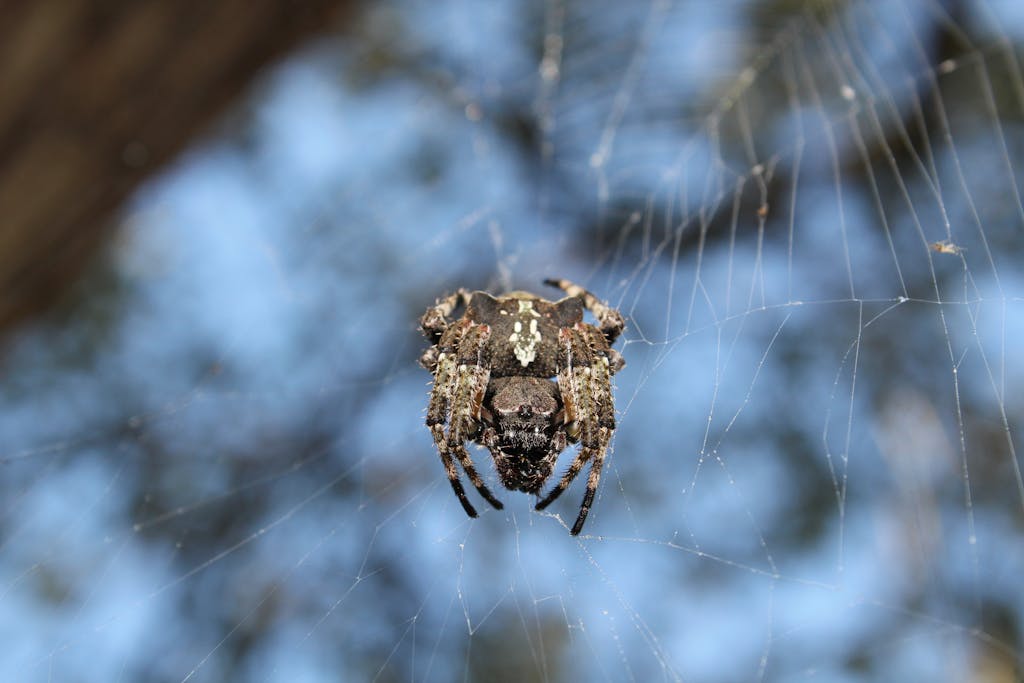 Texas Hunting Forum Detailed close-up of an orb weaver spider on its web in San Antonio, Texas. Captured outdoors.