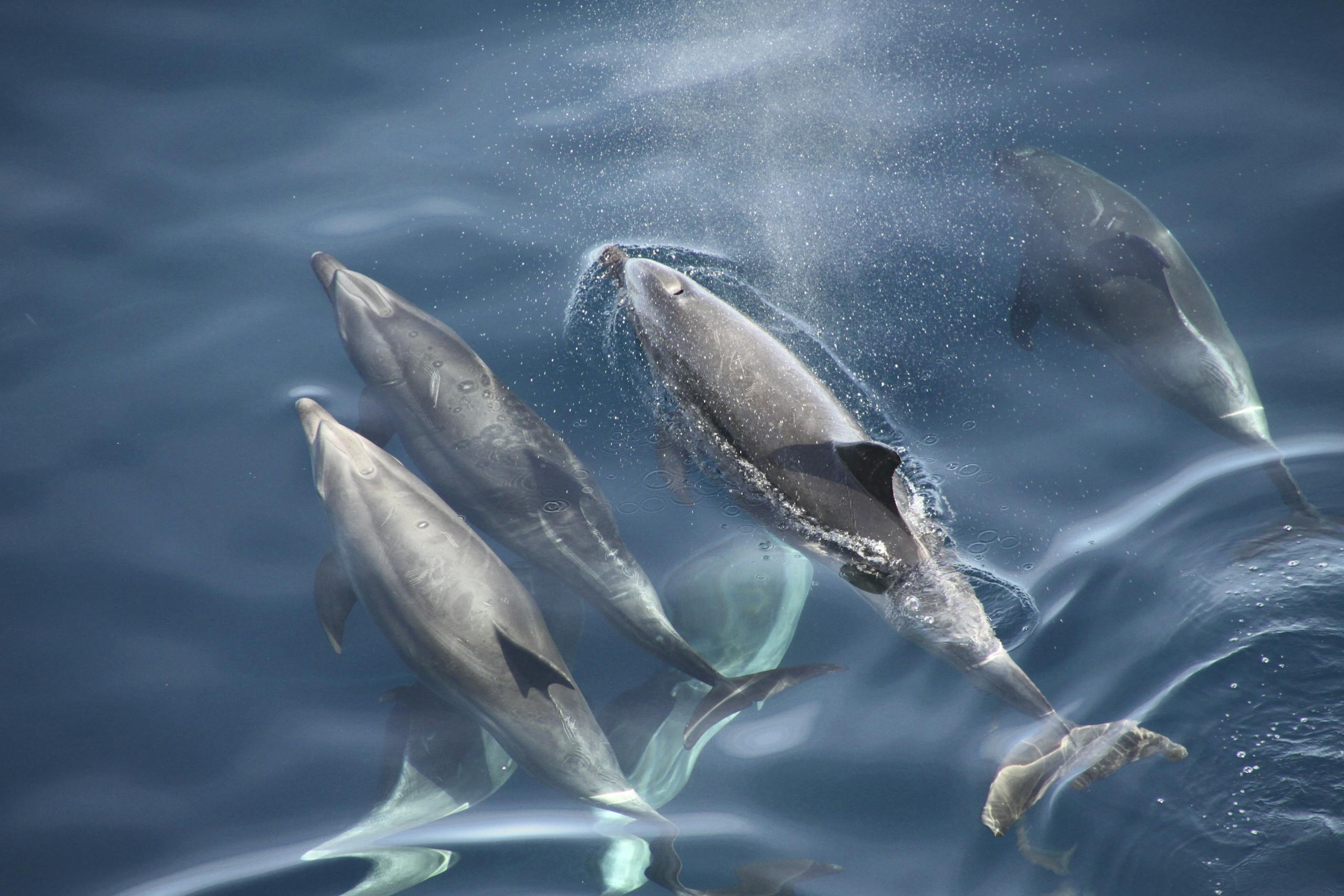 Miami Dolphins High angle view of dolphins swimming in sparkling blue ocean water.