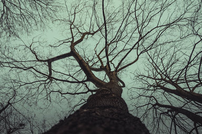 Trios 5 Invisalign Submission Silhouetted tree branches against moody winter sky in Berlin, Germany, creating a dramatic and artistic atmosphere.