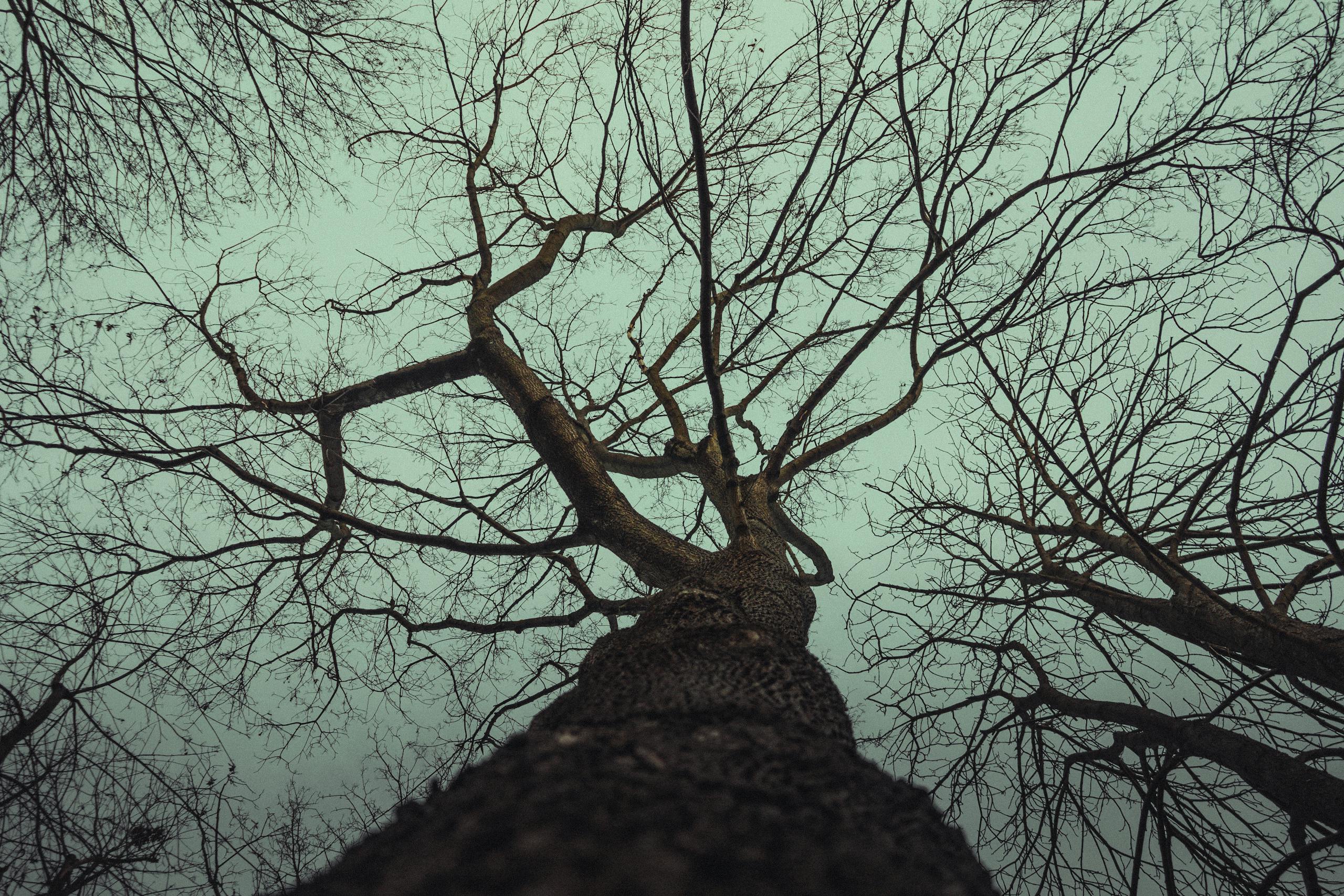 Trios 5 Invisalign Submission Silhouetted tree branches against moody winter sky in Berlin, Germany, creating a dramatic and artistic atmosphere.