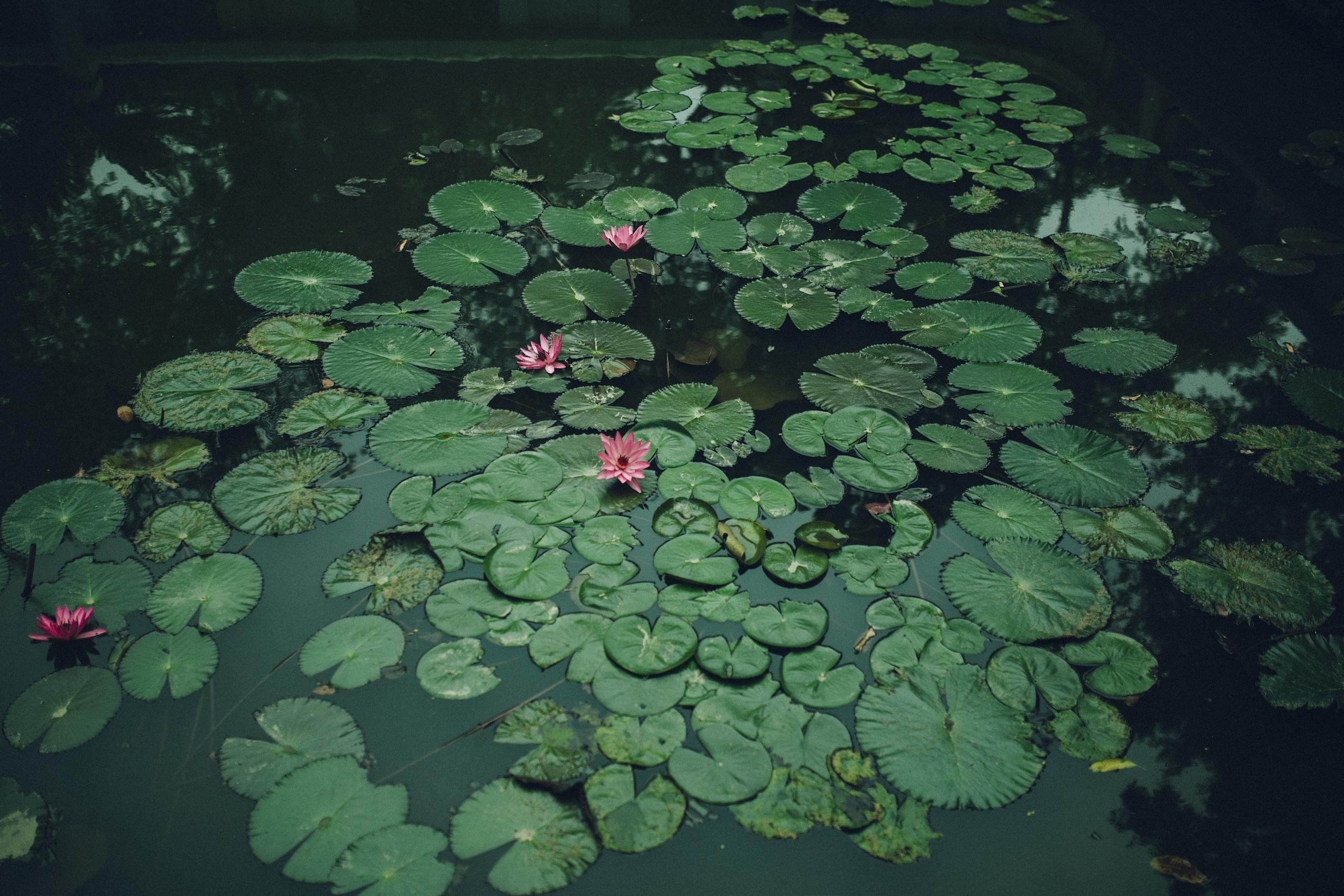 Beautiful Tranquil view of lotus flowers and lily pads in a pond. Captured in Hanoi.
